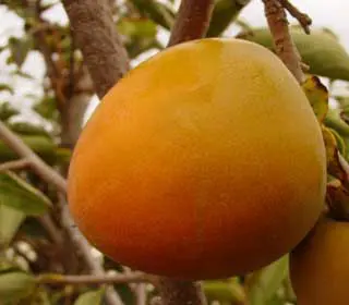 Hachiya Asian Persimmon 4 Hachiya Asian Persimmon - Image 2