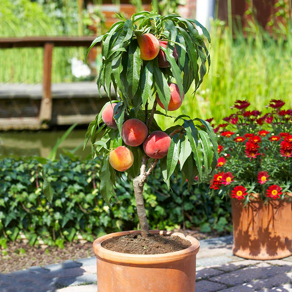 Plants Store 35 Plants Store -Plants Store Bonfire Peach tree BB 600x600 8e0e5e7f 6998 498f 82c0 34343fa83488 grande