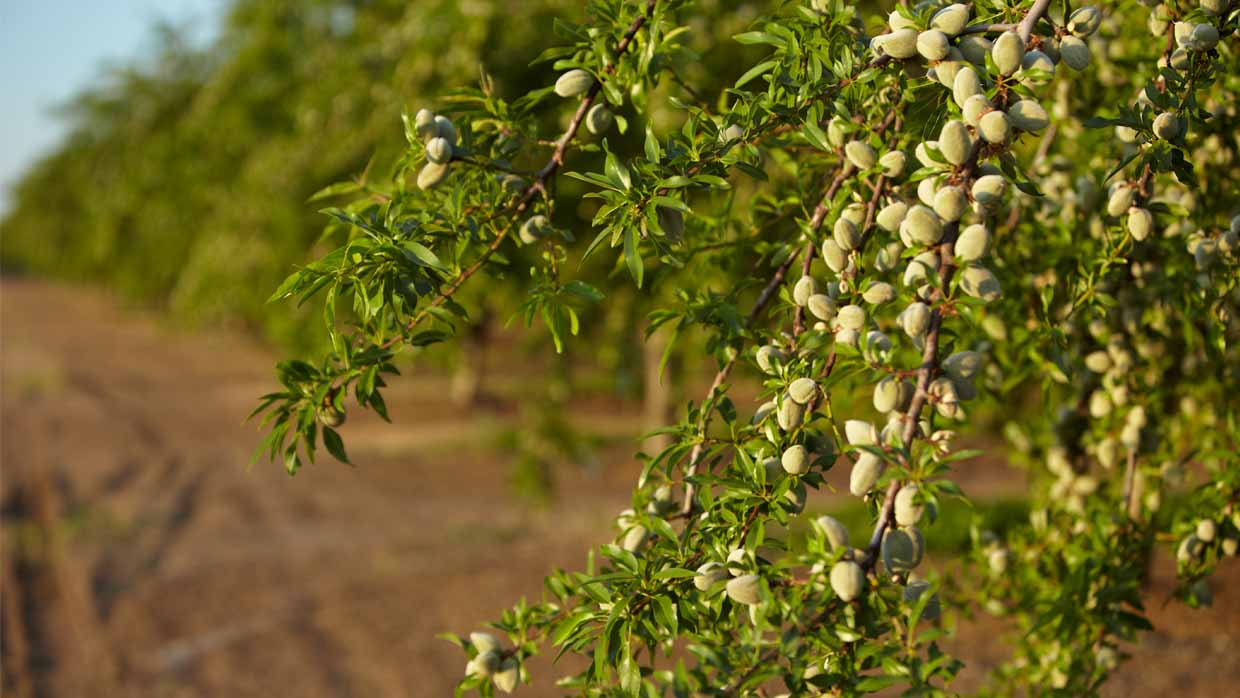 Plants Store -Plants Store SJ Sunrise 005 CRP